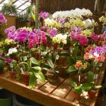 Garden World - Green House