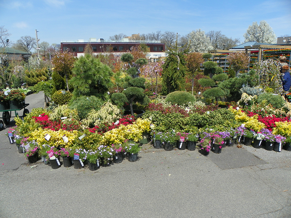 Nyc Plant Nursery Garden World