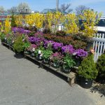 Garden World - NYC Plant Nursery