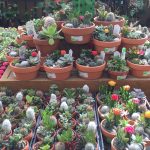 Garden World - Green House
