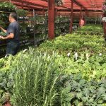 Garden World - NYC Plant Nursery