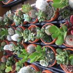 Garden World - Green House