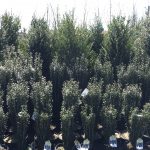 Garden World - NYC Plant Nursery