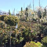 Garden World - NYC Plant Nursery