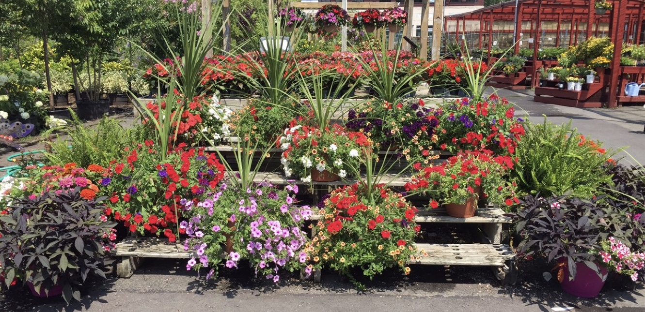 Nyc Plant Nursery Garden World