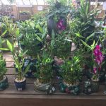 Garden World - Green House