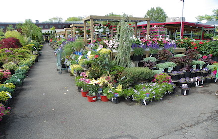 Nyc Plant Nursery Garden World