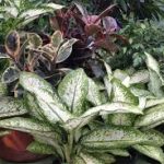 Garden World - Green House