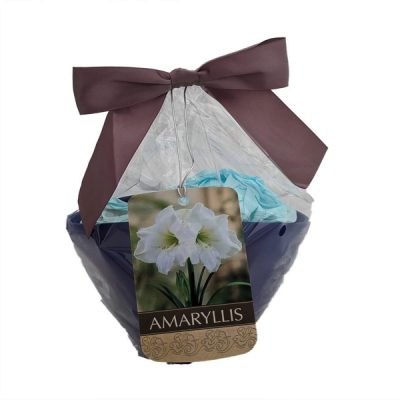 Amaryllis