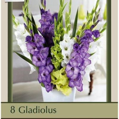 Gladiolus Glad You are Here Mix (10) Bulbs