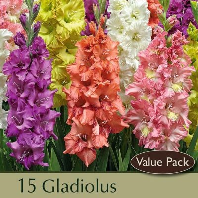 Gladiolus Parrot Mix (8) Bulbs
