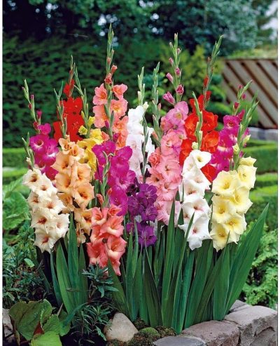 Mixed Large Flowering Gladiolus ( 75) Bulbs