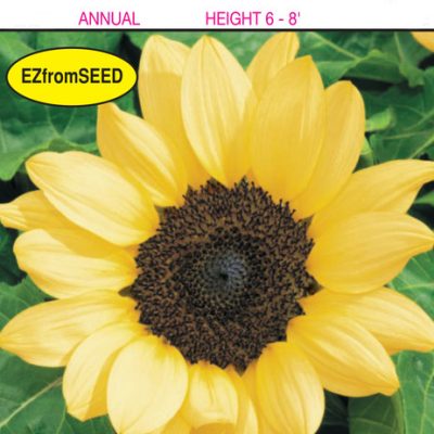 Hart's Seed Sunflower Lemon Queen