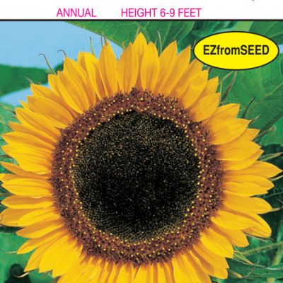 Hart's Seed Sunflower Mammoth Russian Greystripe