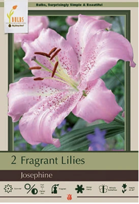 Fragrant Oriental Lily Josephine (2) Bulbs