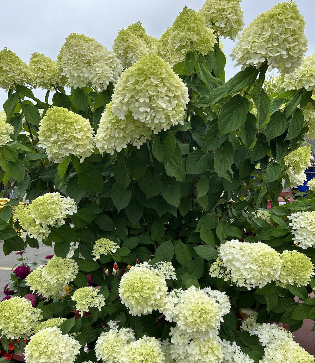 hydrangea