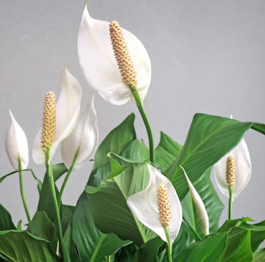 Low Light Houseplants