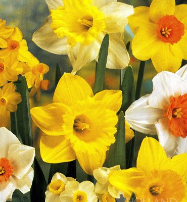 Mixed Narcissus Daffodil Bulbs (50)