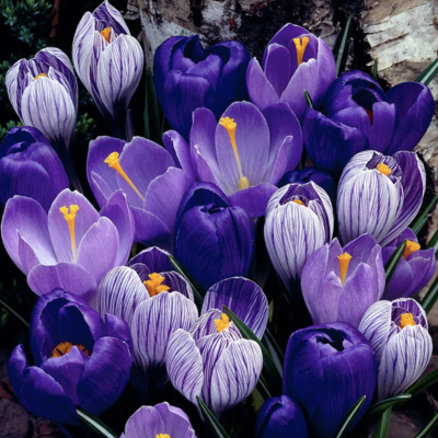 Blue Moon Crocus Bulbs (15)