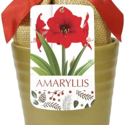Red Lion Amaryllis Grow Kit in Gold Ceramic Pot