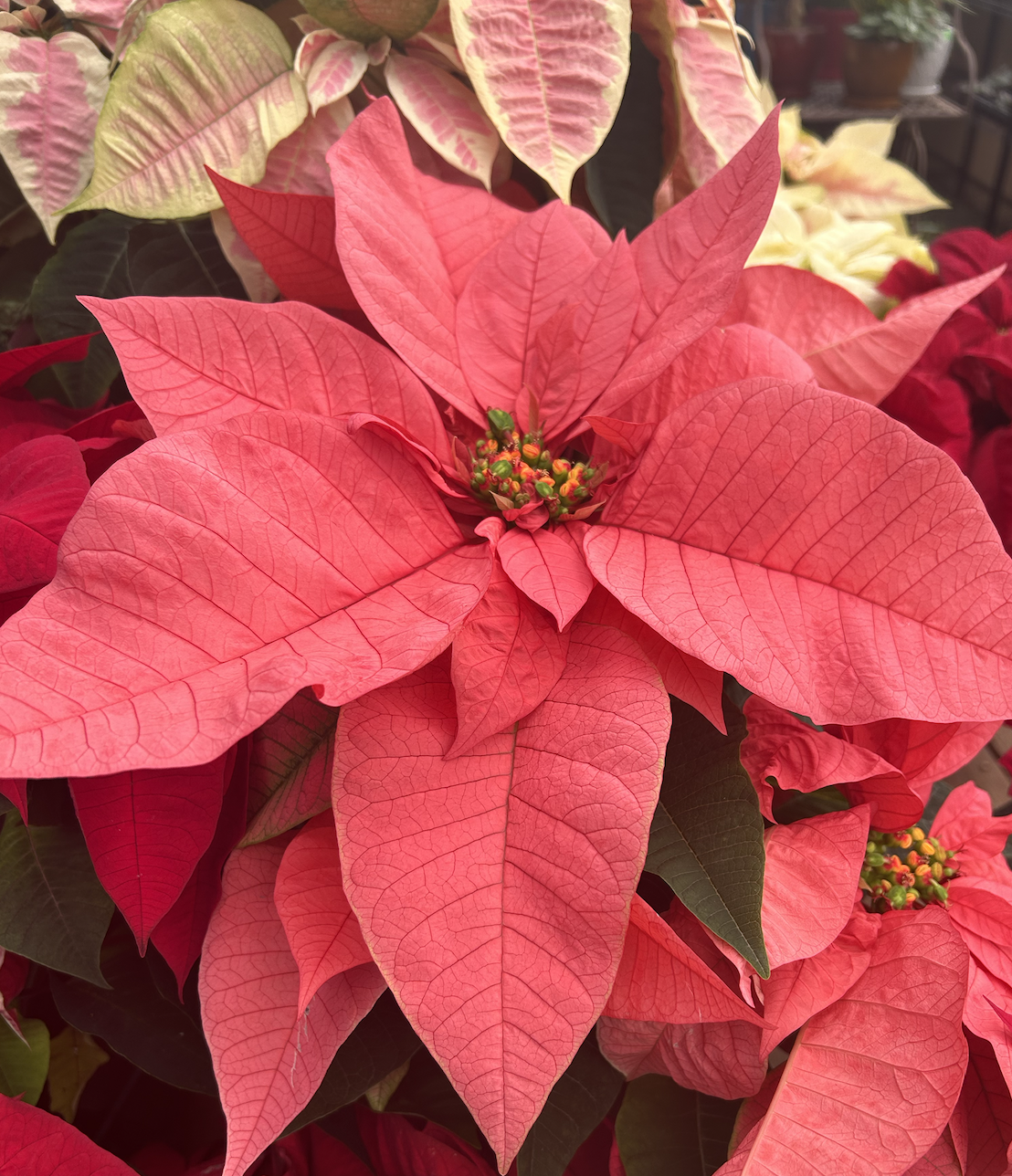 Poinsettia