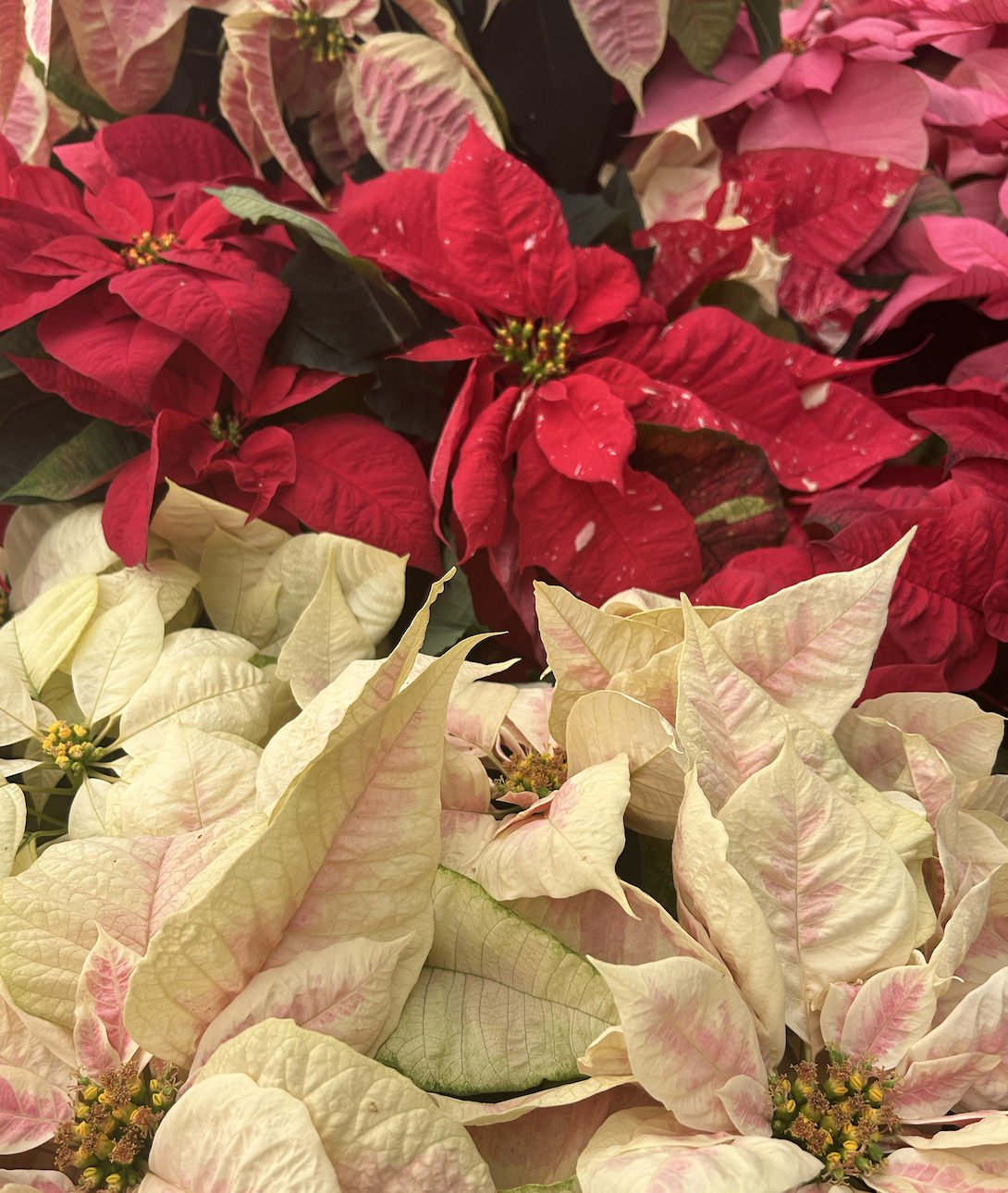Poinsettia