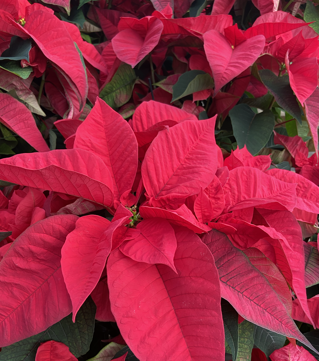 Poinsettia