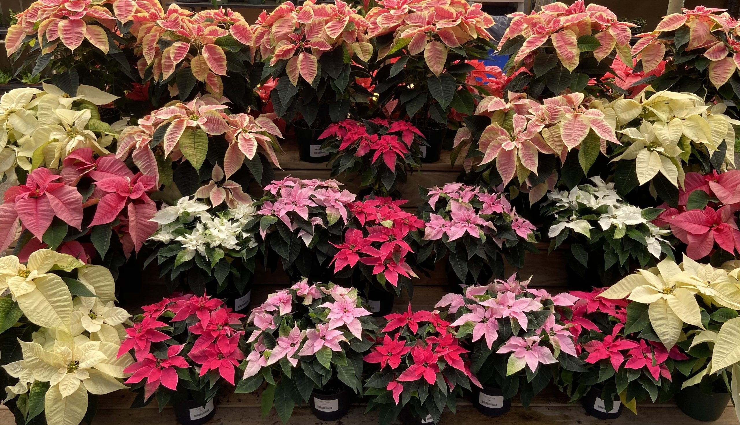 Poinsettias And Holiday Plants Garden World