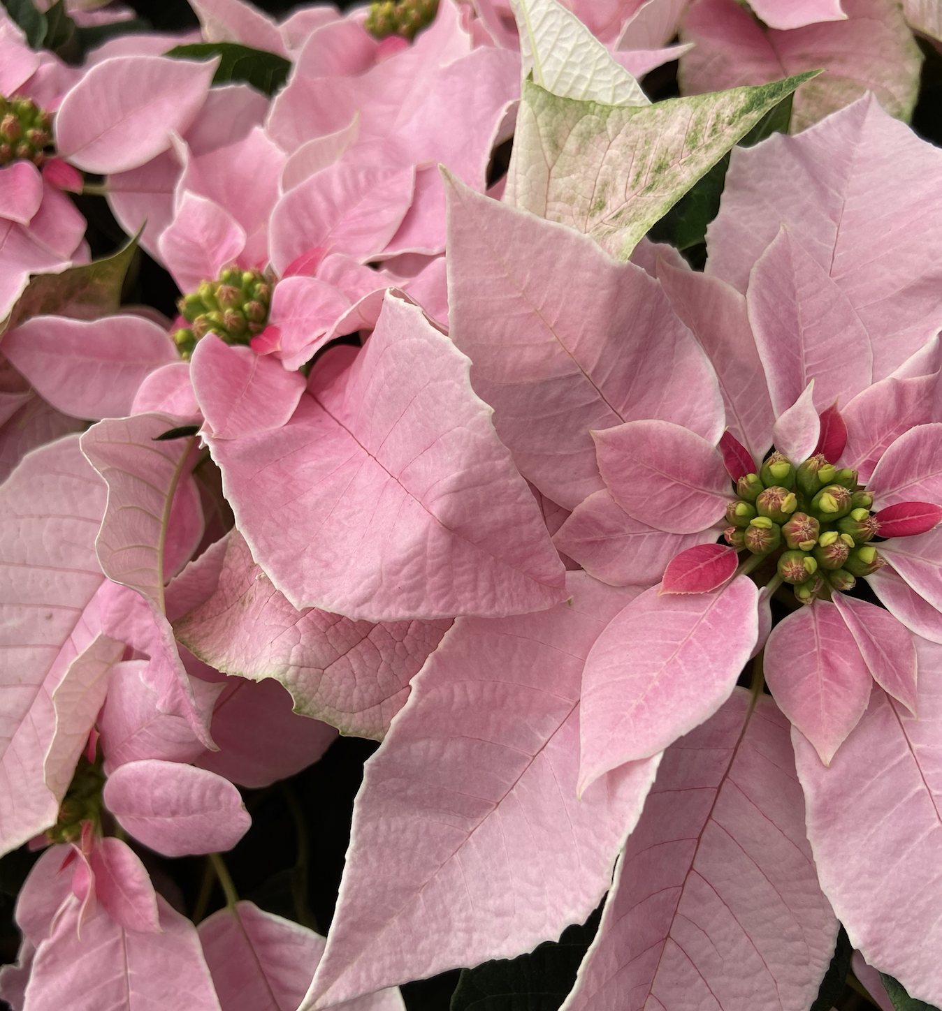 poinsettia