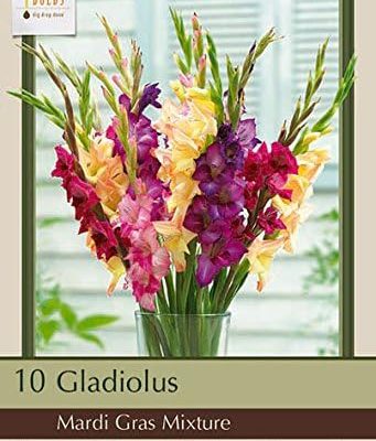 Netherland Bulb Company Mardi Gras Mixture Gladiolus (10 Bulbs)