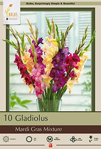 Netherland Bulb Company Mardi Gras Mixture Gladiolus (10 Bulbs)