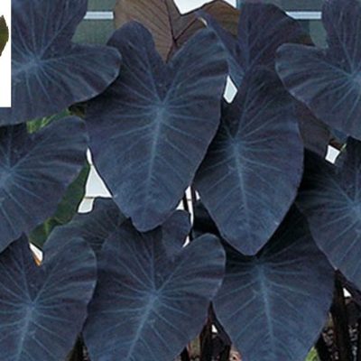 Colocasia Esculenta Black Magic Elephant Ear Bulb