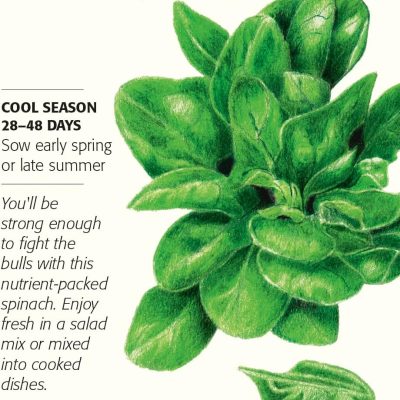 Botanical Interests Matador Spinach Seeds