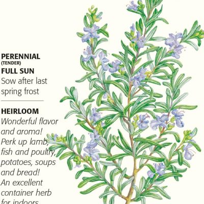 Botanical Interests Rosemary Heirloom Herb Seeds